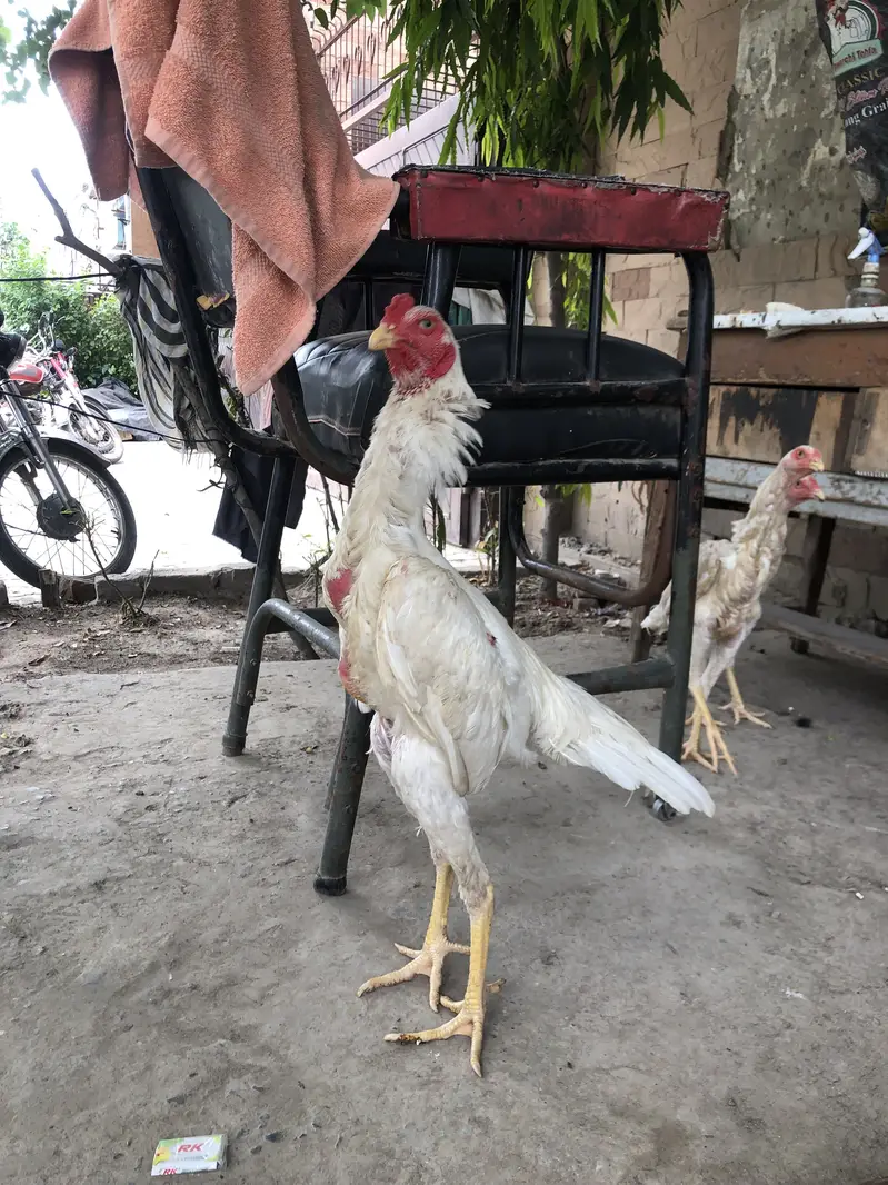 Japnes white shamo 1 male 2 female Available — photo 3