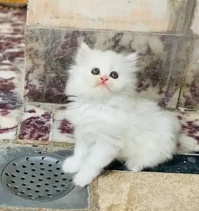 (Persian female kitten) (for sale all) (Pakistan delivery available)