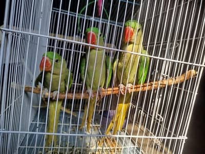 raw parrot 4 months