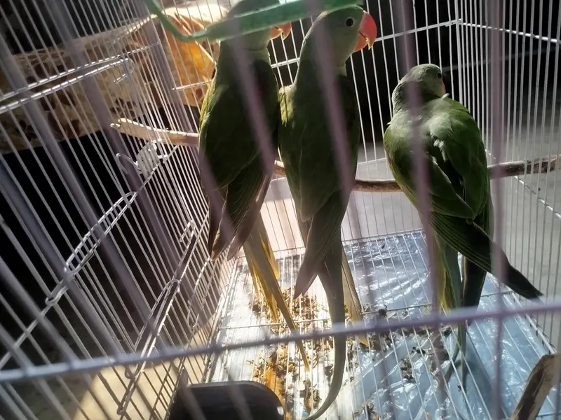 raw parrot 4 months — photo 2