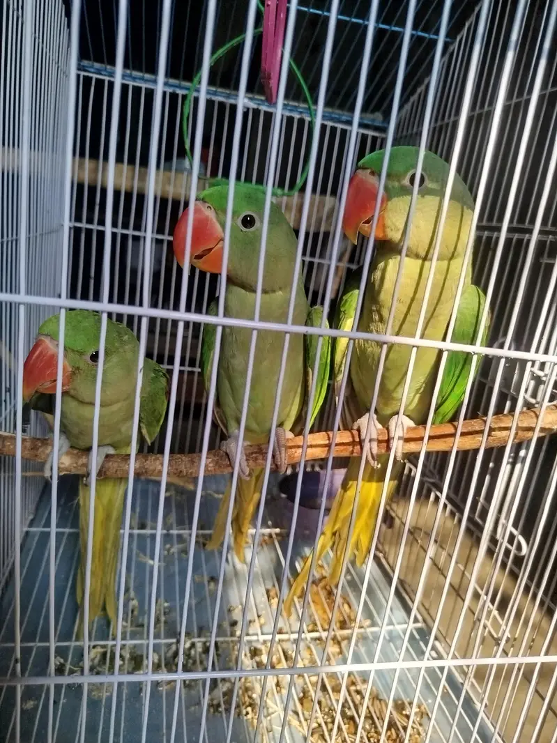raw parrot 4 months — photo 3