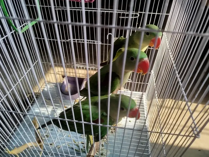 raw parrot 4 months — photo 4
