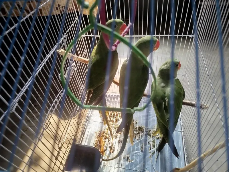 raw parrot 4 months — photo 5