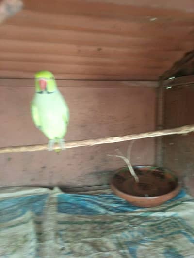 breeder male