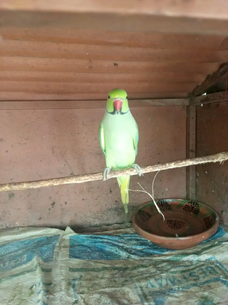 breeder male — photo 2