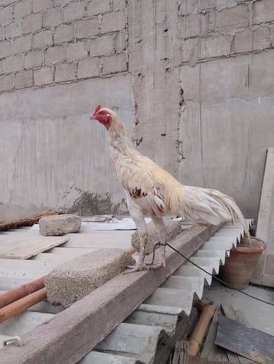 boska jegeeri aur lakha mianwali