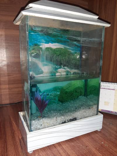 Fish Aquarium