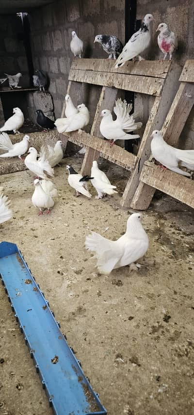 lucky kabootar (pigeons) for sale