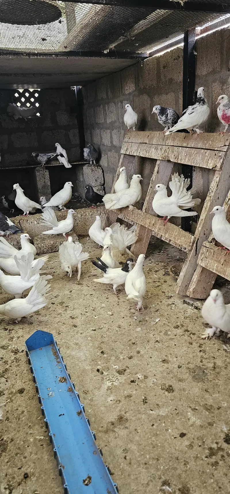 lucky kabootar (pigeons) for sale — photo 2