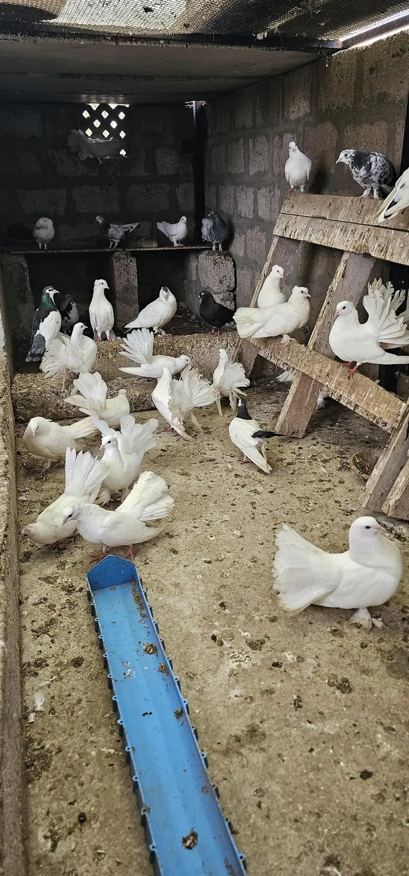 lucky kabootar (pigeons) for sale — photo 3
