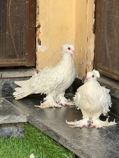 Frill Pegion Breader Pair A+Quality