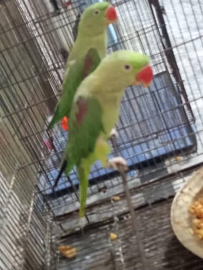 raw parrot for speaking laod