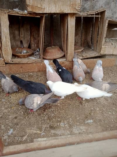 all breeder pigeon setup sale