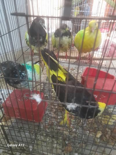 5 pigeon with cage active and healthy