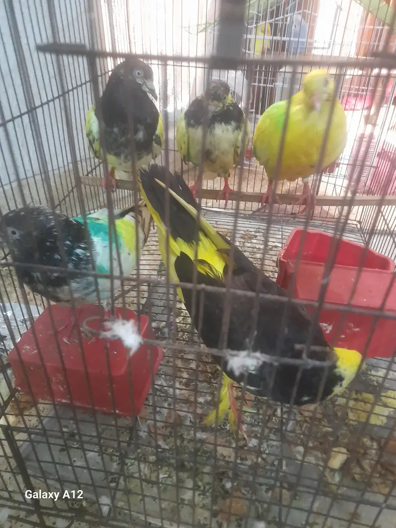 5 pigeon with cage active and healthy