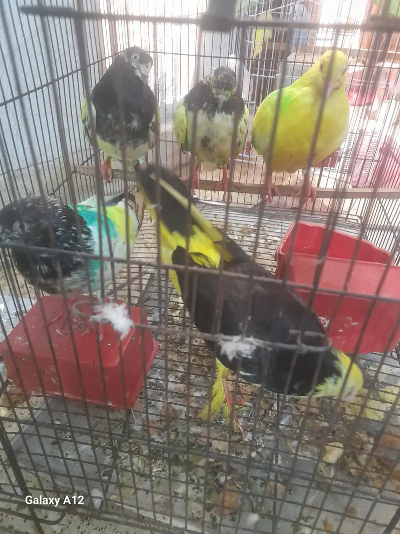 5 pigeon with cage active and healthy — photo 2