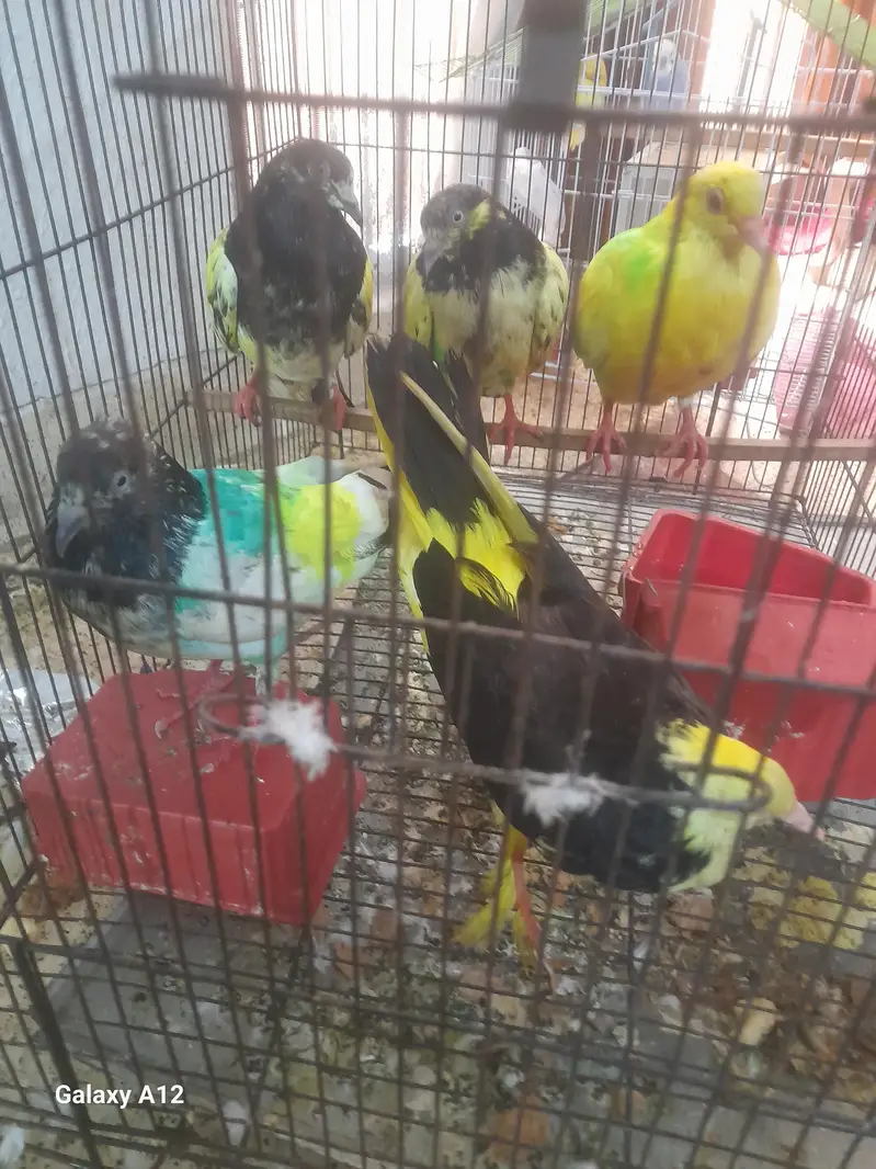 5 pigeon with cage active and healthy — photo 3