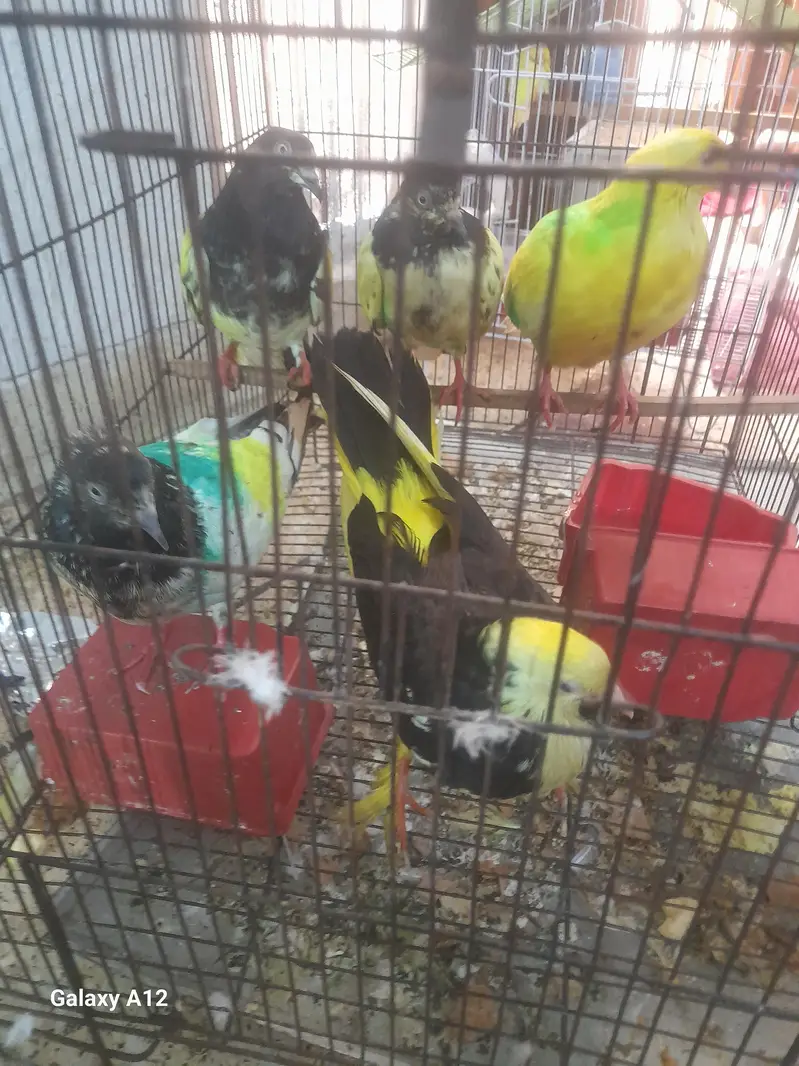 5 pigeon with cage active and healthy — photo 4