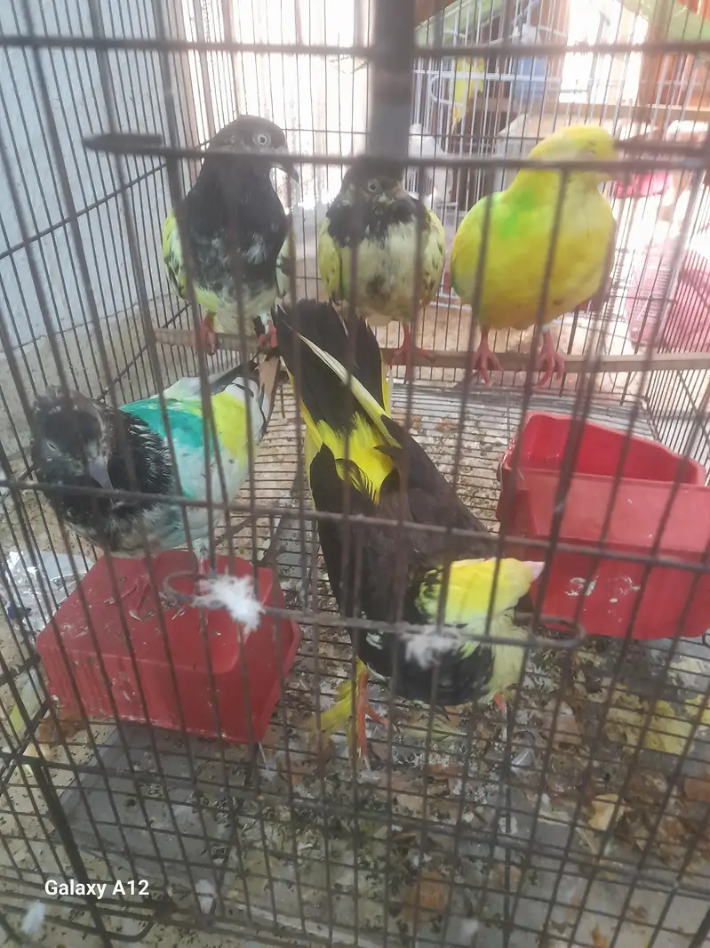 5 pigeon with cage active and healthy — photo 5