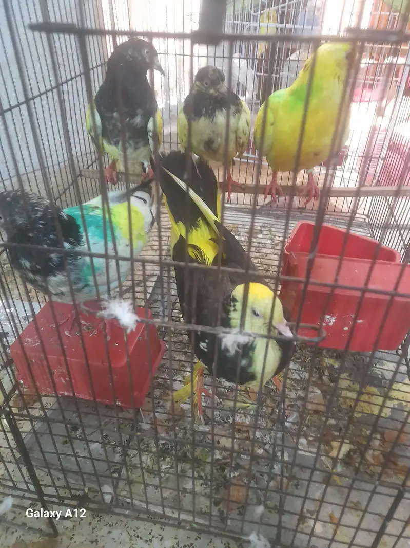 5 pigeon with cage active and healthy — photo 6