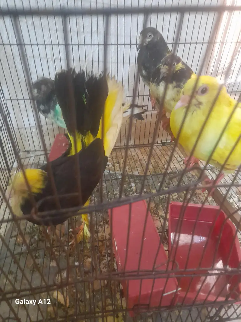 5 pigeon with cage active and healthy — photo 7