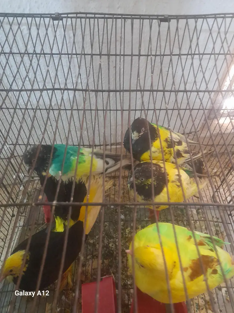 5 pigeon with cage active and healthy — photo 8