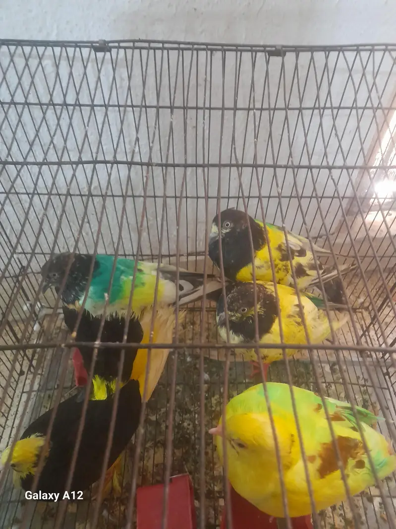 5 pigeon with cage active and healthy — photo 9
