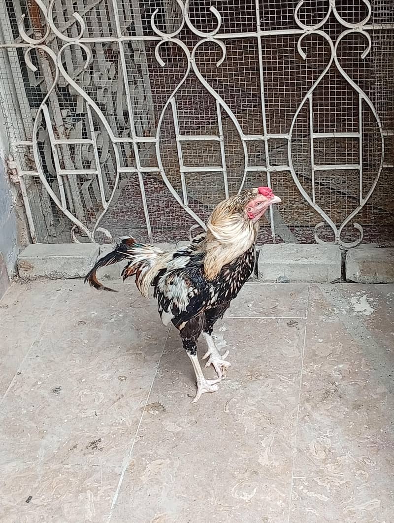 Aseel java pair 1