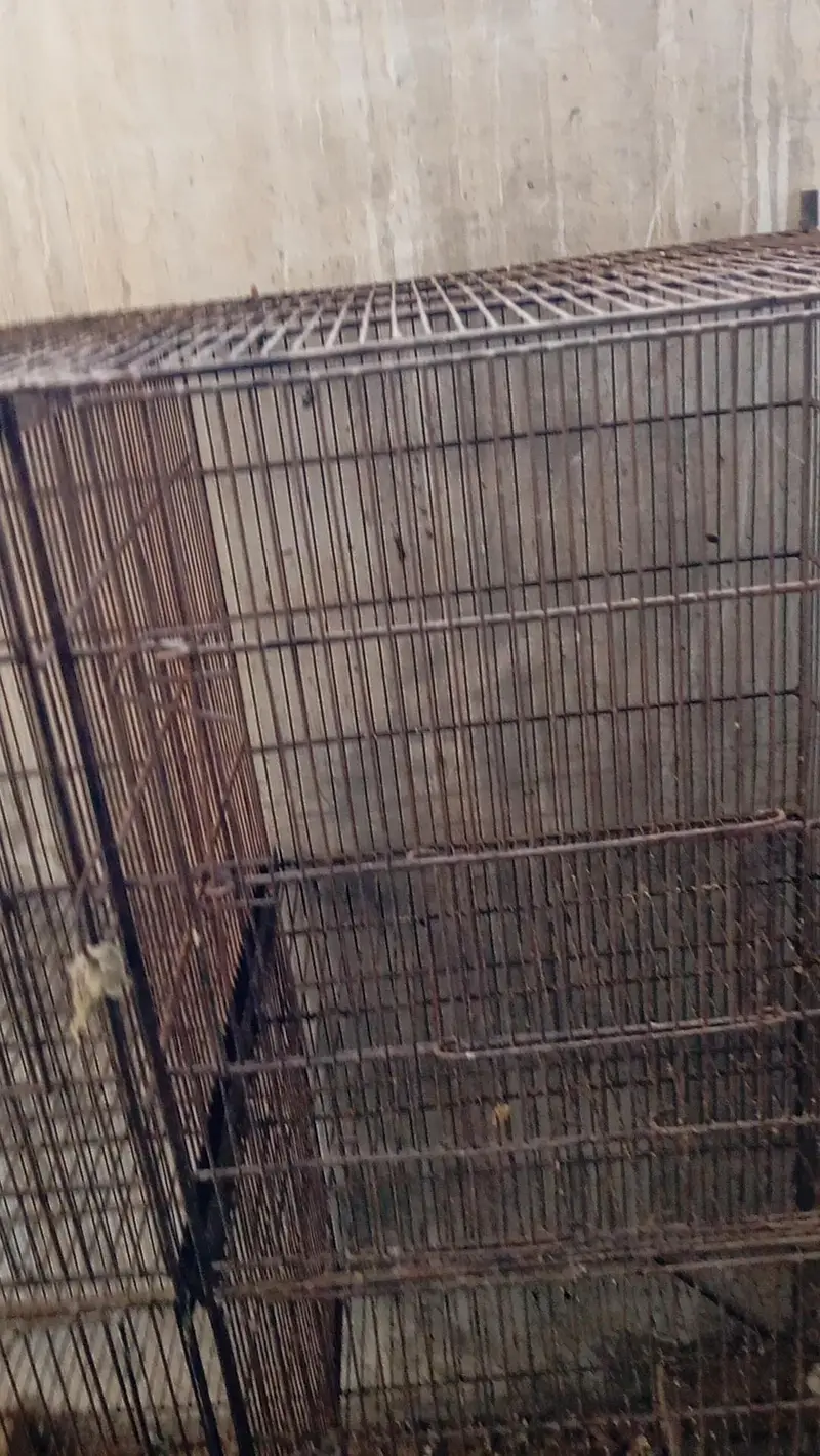 8portion cage for sell — photo 2