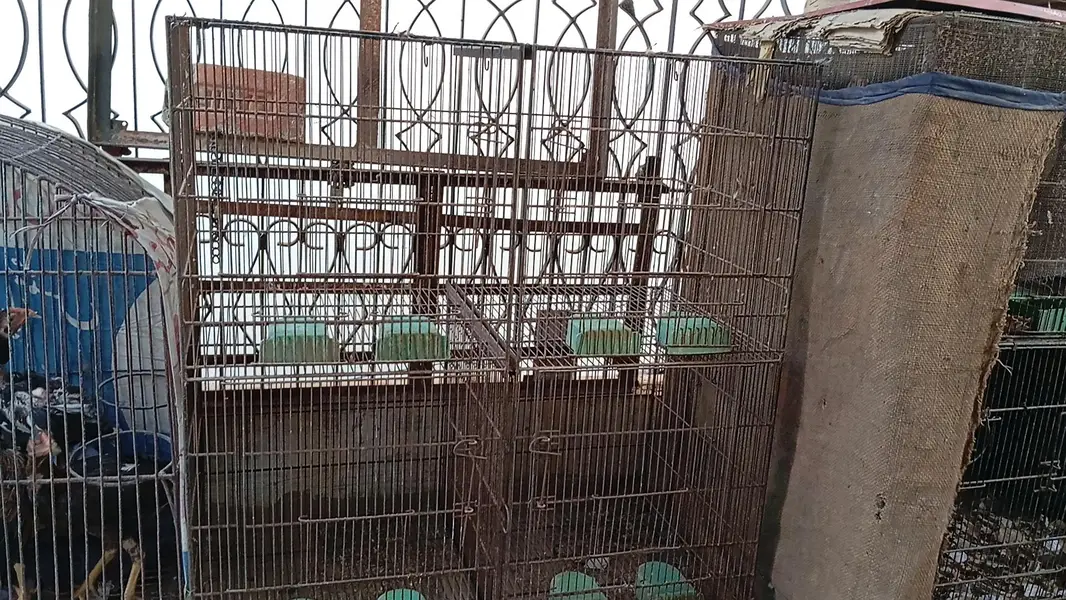 8portion cage for sell — photo 9