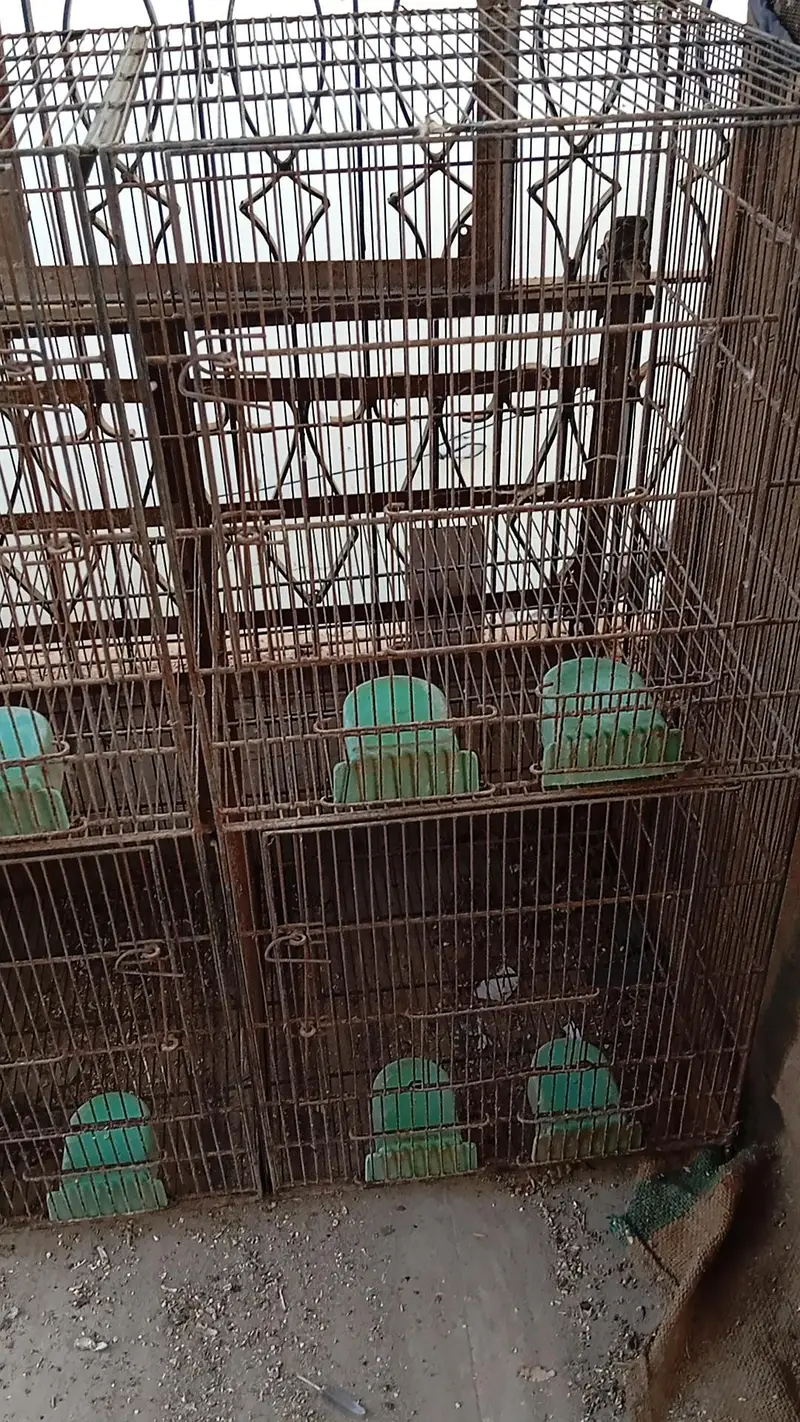 8portion cage for sell — photo 12