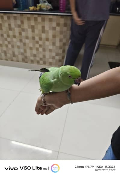 green ring neck
