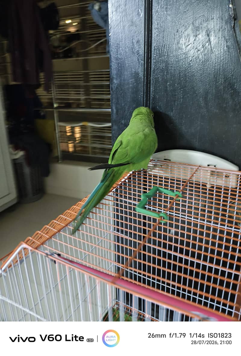 green ring neck 1