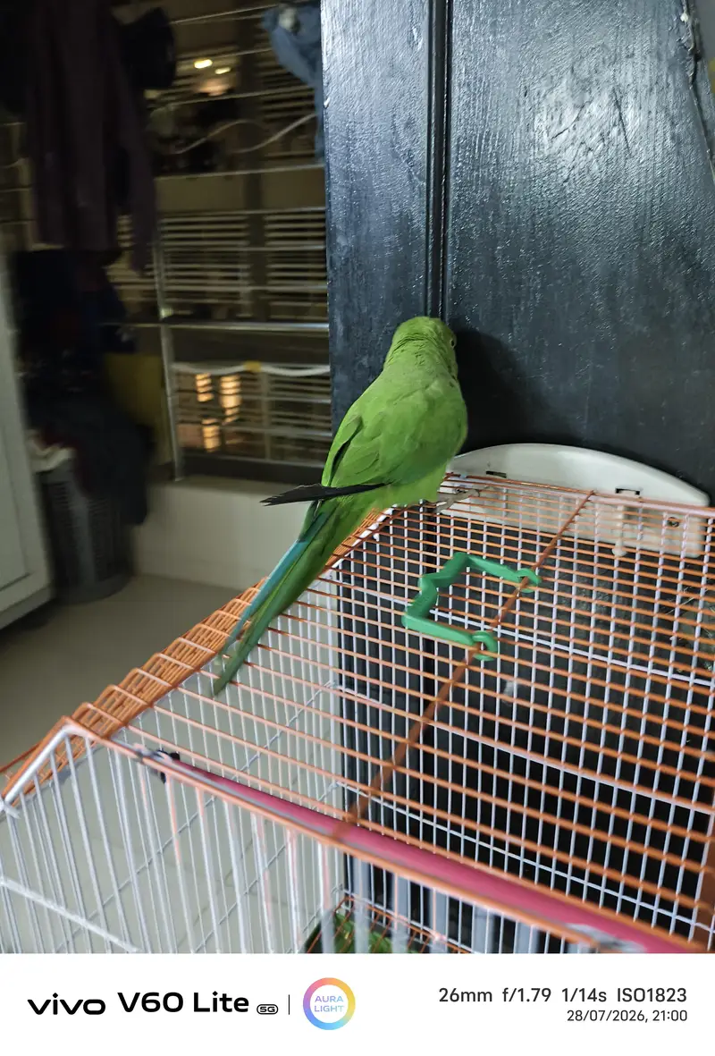 green ring neck — photo 2