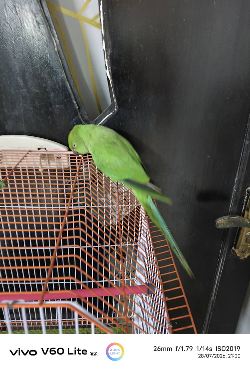 green ring neck 2