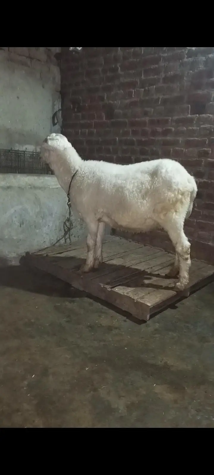 peed gaban for sale — photo 3