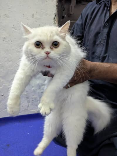 Beautiful White Persian Cat for Sale