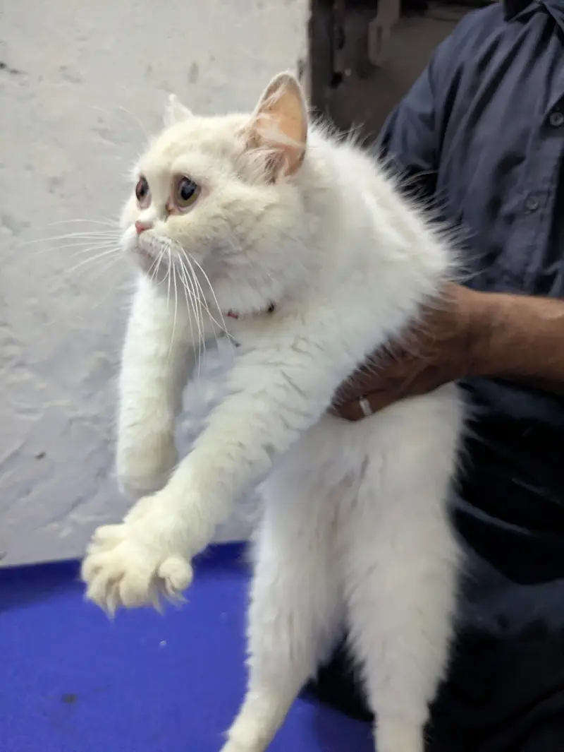 Beautiful White Persian Cat for Sale — photo 2
