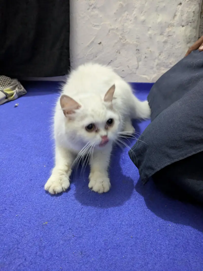 Beautiful White Persian Cat for Sale — photo 3