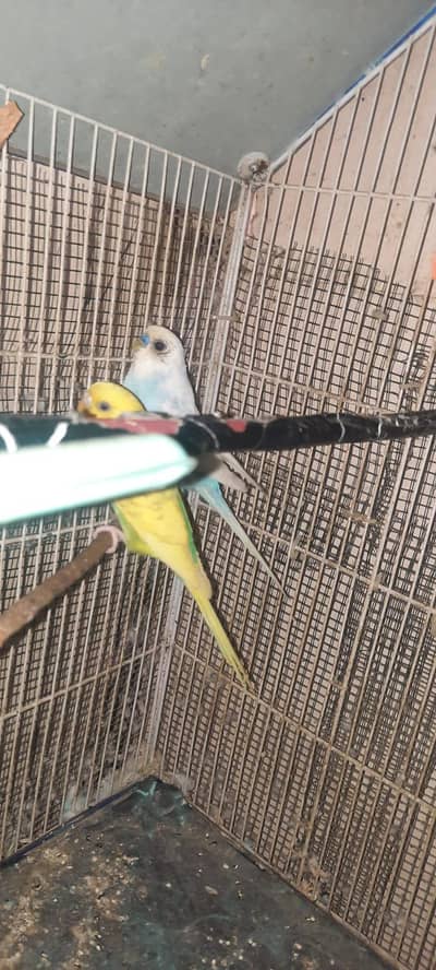budgie parrot