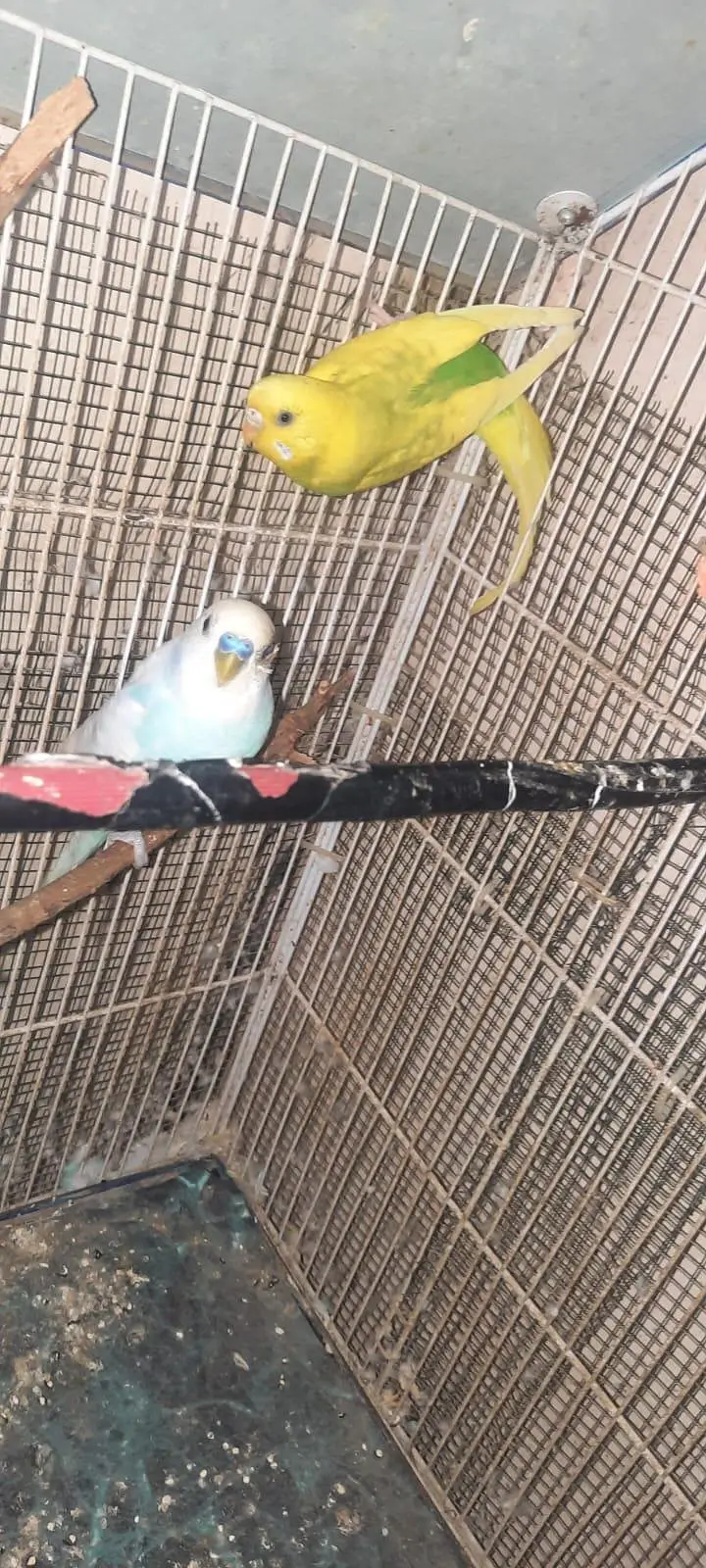 budgie parrot — photo 3