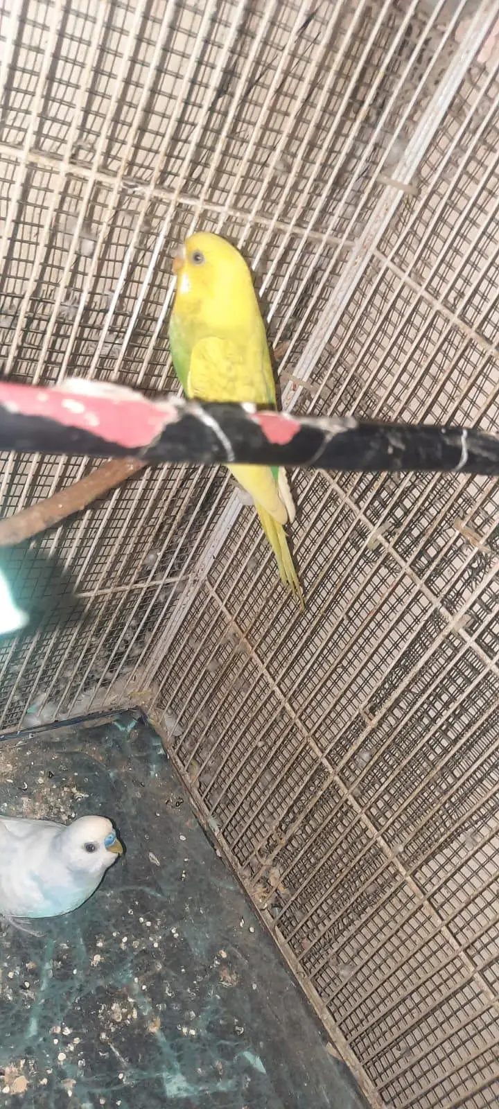 budgie parrot — photo 4