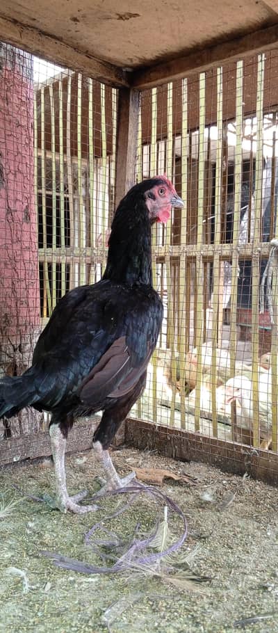 Desi hen