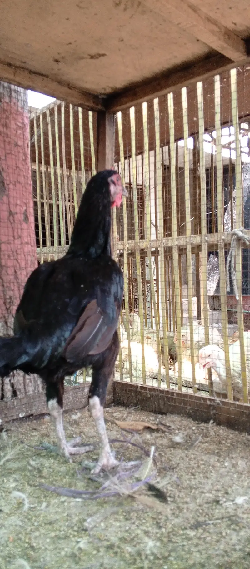 Desi hen — photo 2