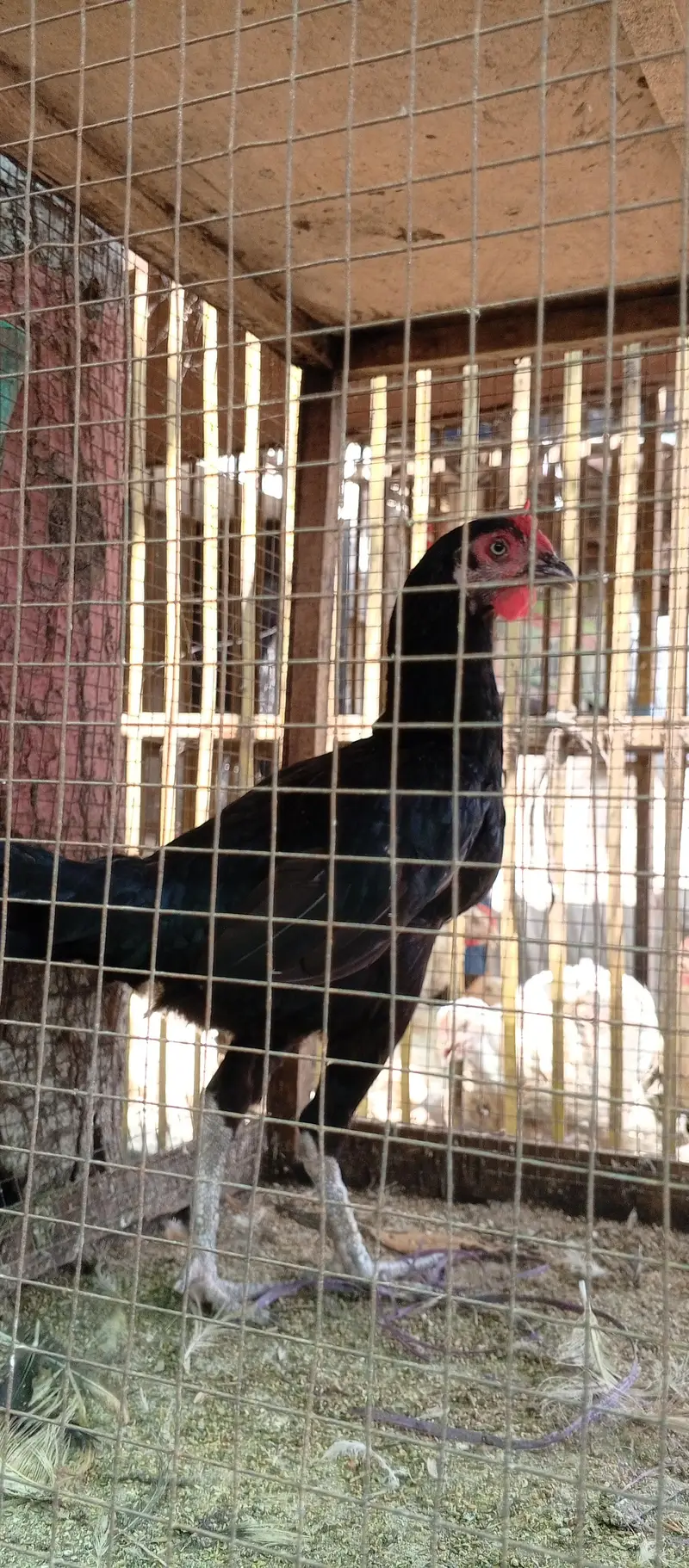 Desi hen — photo 3