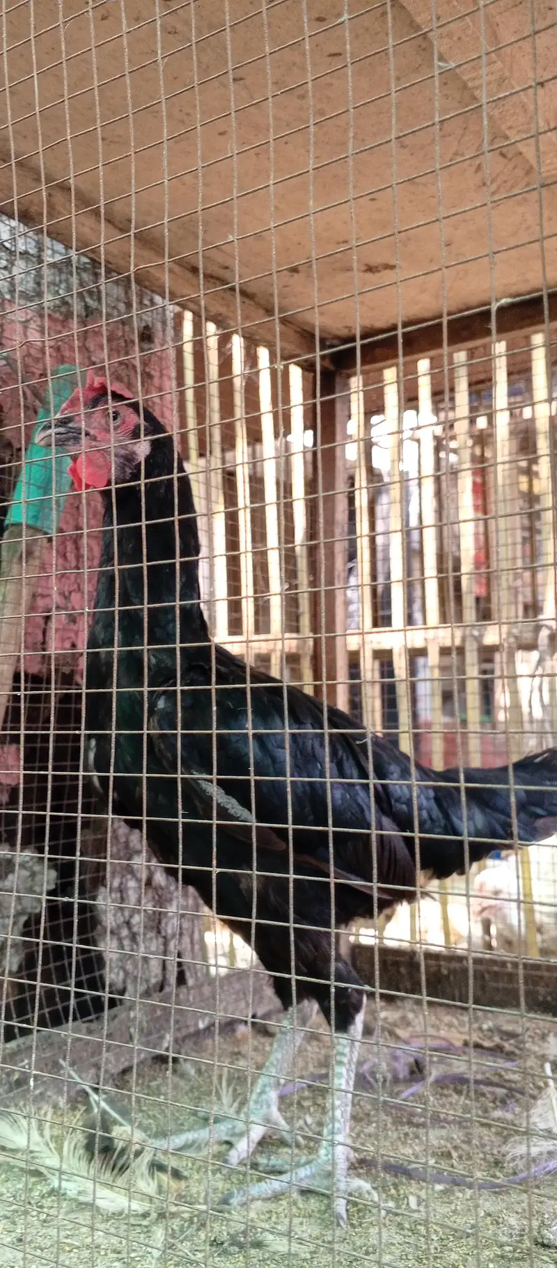 Desi hen — photo 4