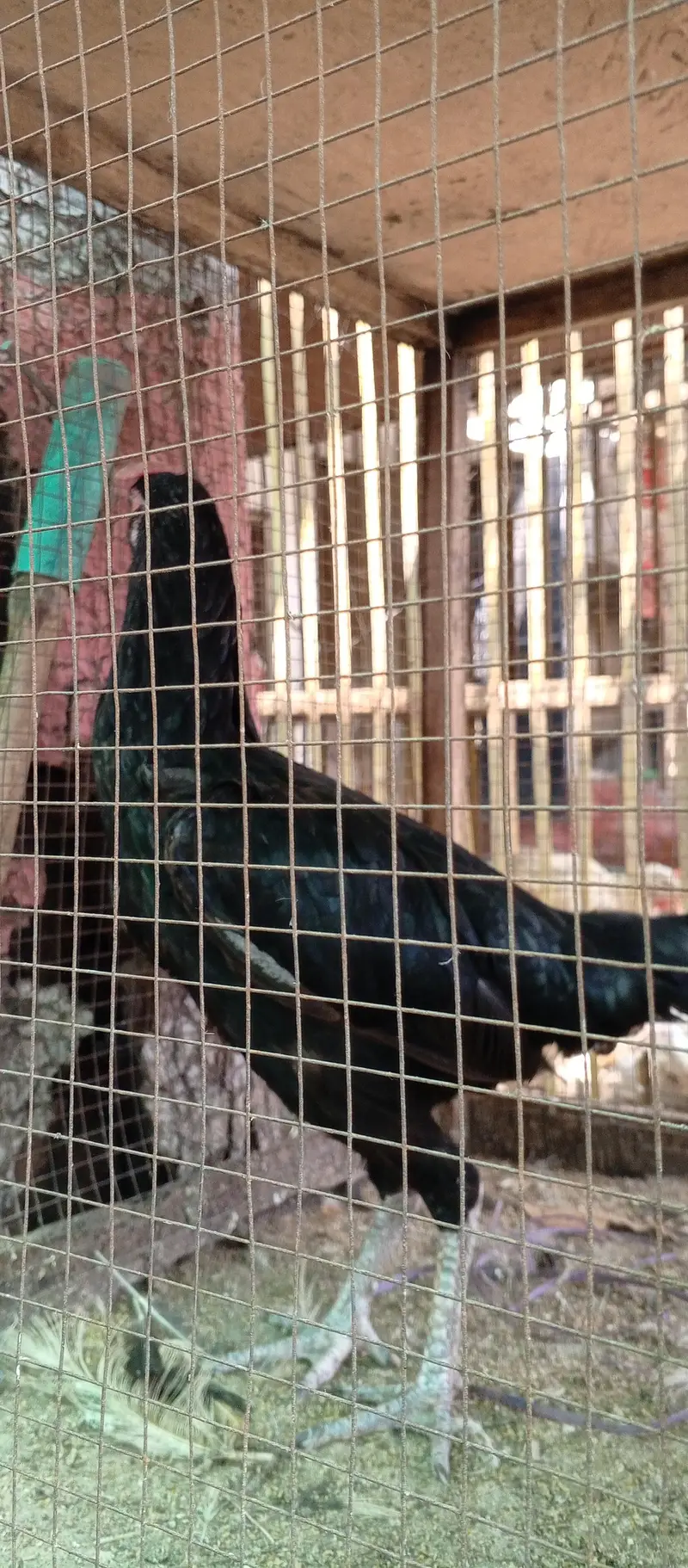 Desi hen — photo 5