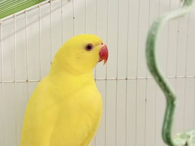 Young yellow ringneck for sale