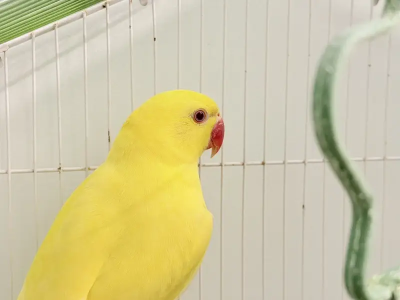 Young yellow ringneck for sale — photo 2