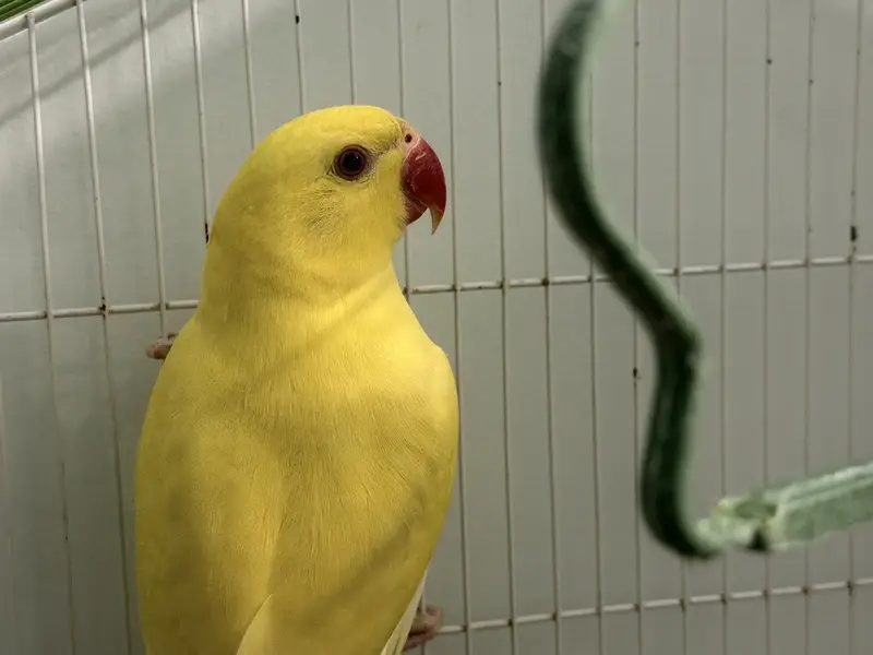 Young yellow ringneck for sale — photo 3